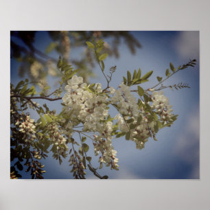White Locust Flower Blossoms Tinted Poster
