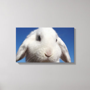 White Lop Canvas Print