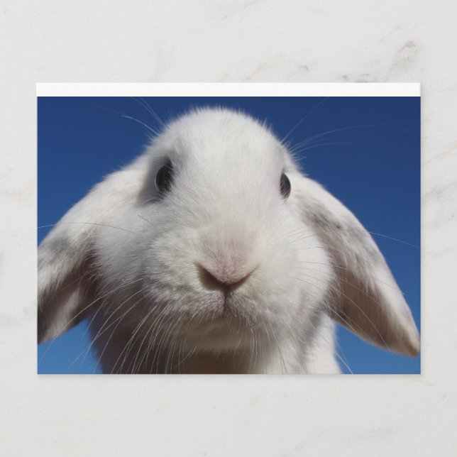 White Lop Rabbit Postcard (Front)