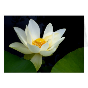 White lotus