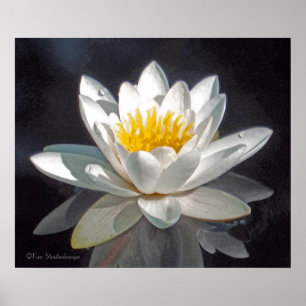 WHITE LOTUS BLOSSOM AND REFLECTION POSTER