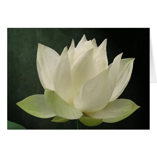White Lotus Blossom Floral Notecard