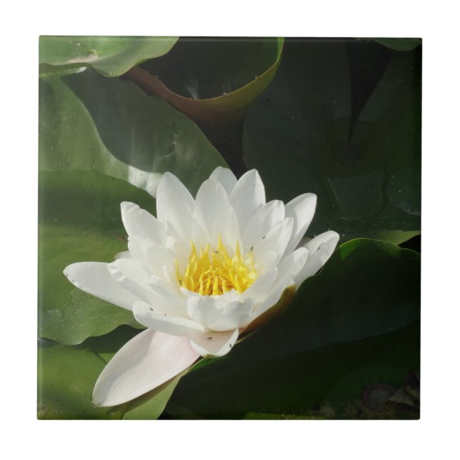 White Lotus Floral Photo Tile (Front)