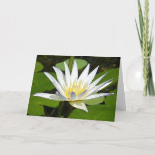 White Lotus Flower Card