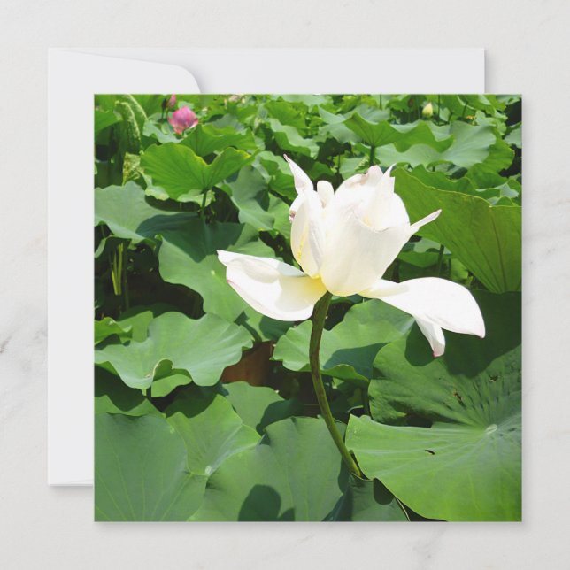 White Lotus Flower Card (Front)