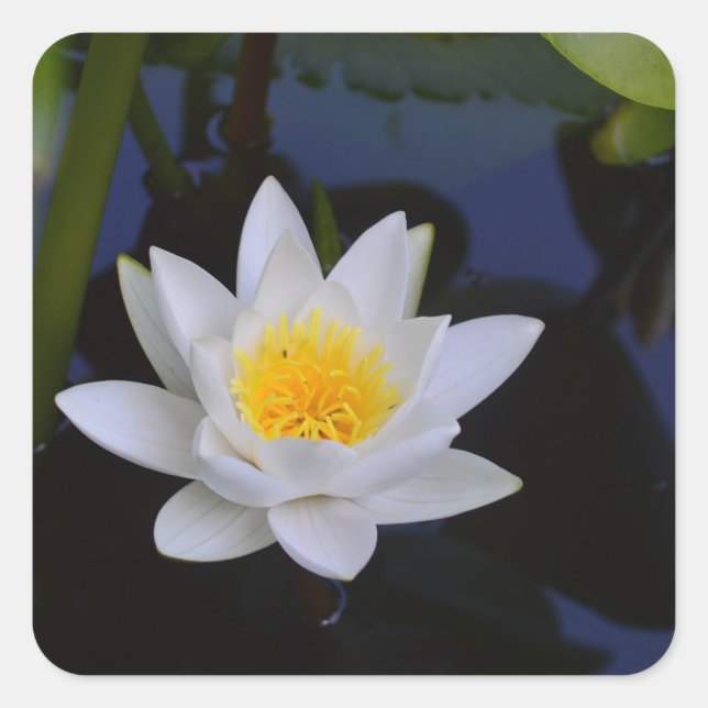 White Lotus Flower Stickers (Front)