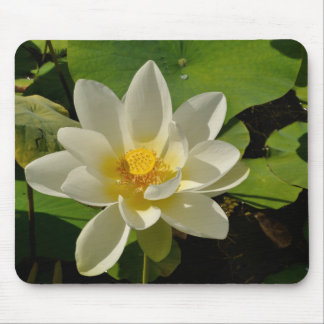 White Lotus flowers in a pond Mouse Pad