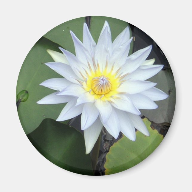 White Lotus Magnet (Front)