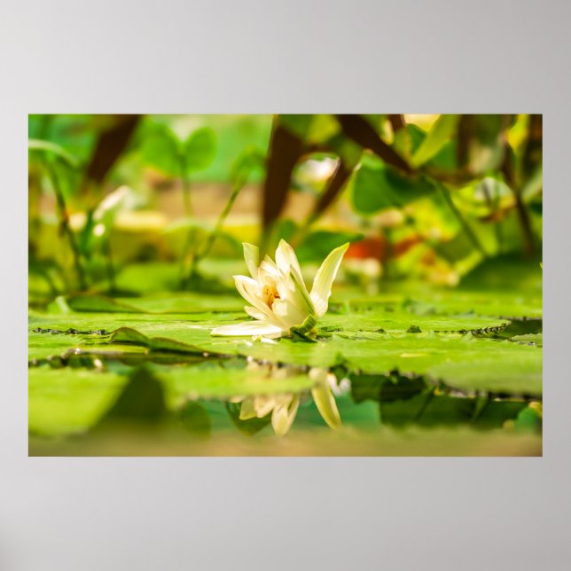 White Lotus Water Garden Poster (Front)