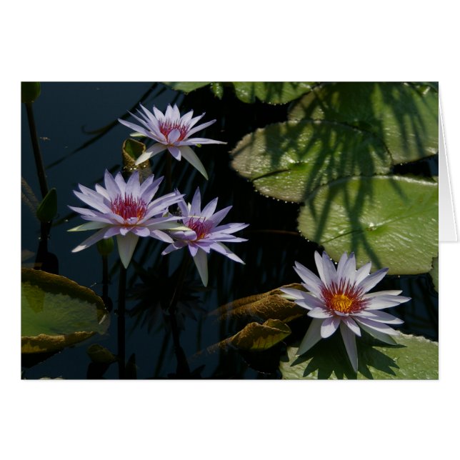 White Lotus Waterlilies Card (Front Horizontal)