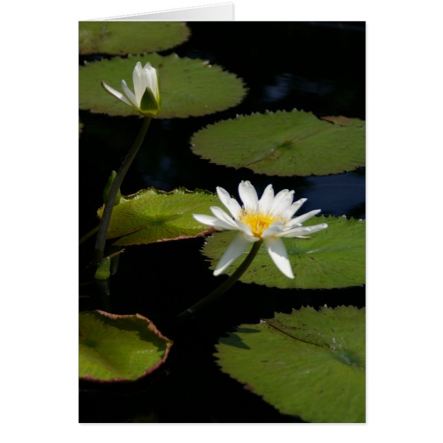 White Lotus Waterlilies Card (Front)
