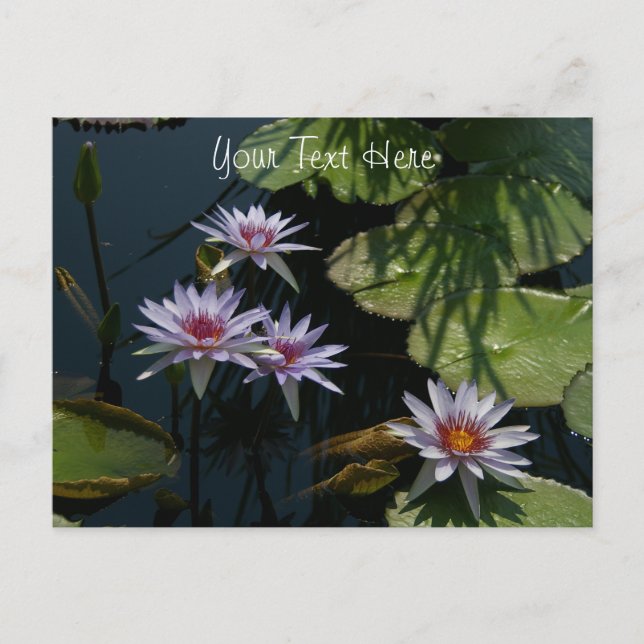 White Lotus Waterlilies Postcard (Front)