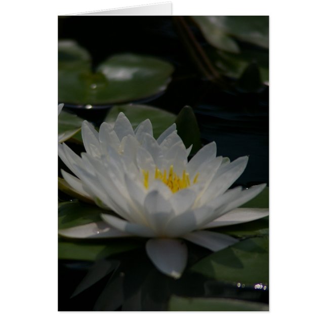 White Lotus Waterlily Card (Front)