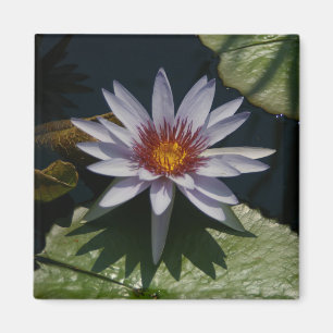 White Lotus Waterlily magnet