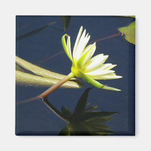 White Lotus Waterlily magnet