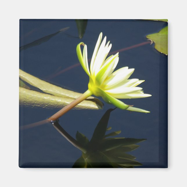 White Lotus Waterlily magnet (Front)