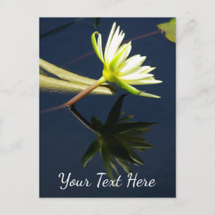 White Lotus Waterlily Postcard