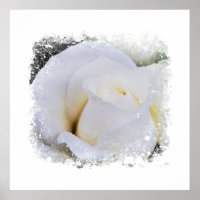 *~* White Macro Rose Floral Artistic AR8  Print