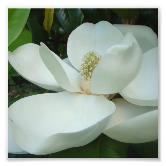 white magnolia bloom large petals photo print (Front)