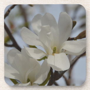 White Magnolia Blooming in the Spring Coaster