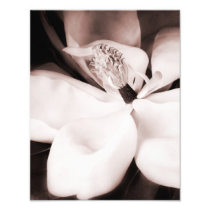 White Magnolia Flower Black Background Abstract Photo Print