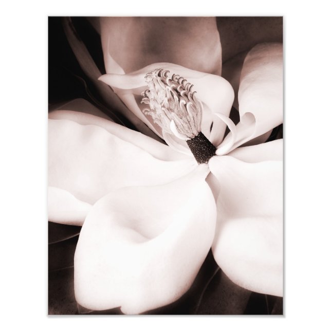 White Magnolia Flower Black Background Abstract Photo Print (Front)