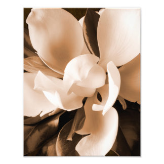 White Magnolia Flower Black Background Photo Print