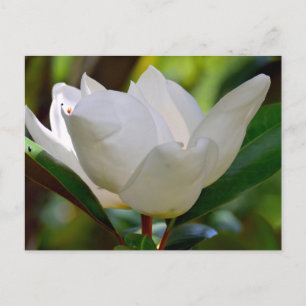 White Magnolia flower blooming Postcard