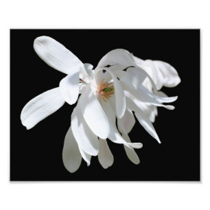 White Magnolia Flower Blossom Close Up 8x10 Photo Print