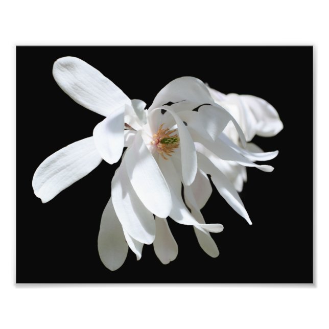 White Magnolia Flower Blossom Close Up 8x10 Photo Print (Front)