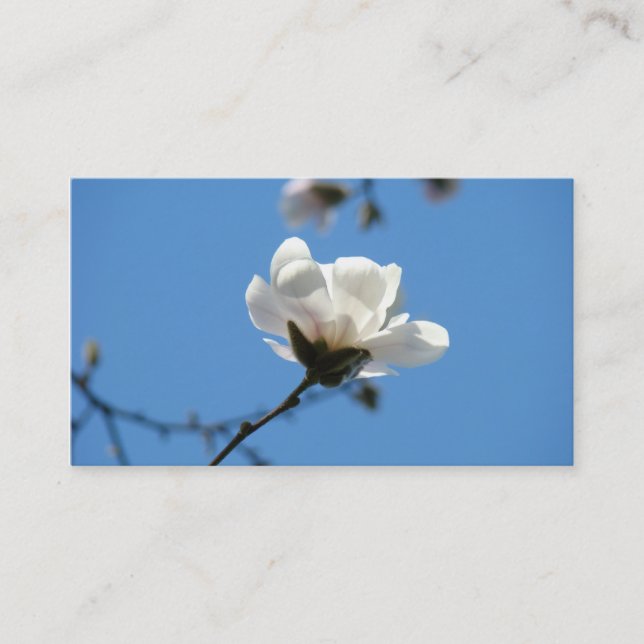 White Magnolia Flower Business Cards Blue Sky (Front)