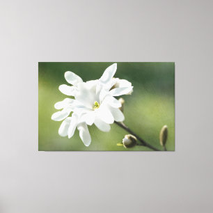White Magnolia Flower Canvas Print