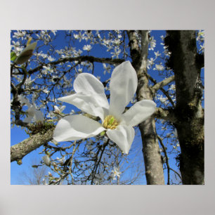 White Magnolia Flower in Tree Poster