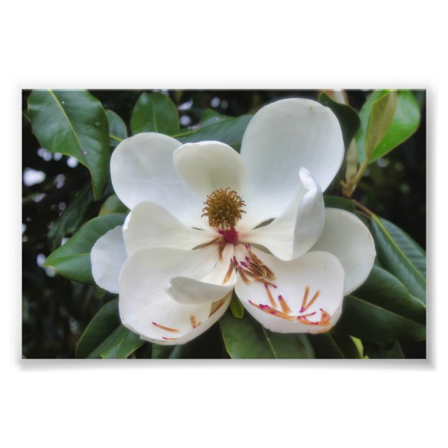 White Magnolia flower Photo Print (Front)