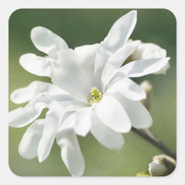 White Magnolia Flower Square Sticker (Front)