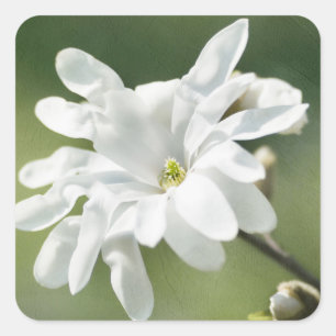 White Magnolia Flower Square Sticker