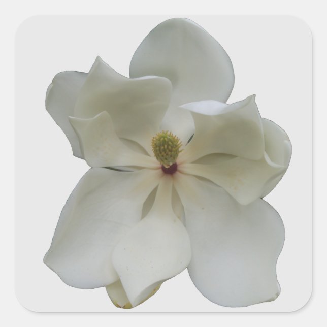 White Magnolia on stickers (Front)