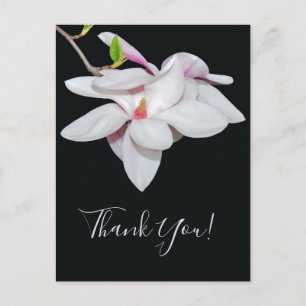 White Magnolia Postcard