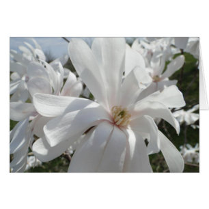 White Magnolia, Springtime