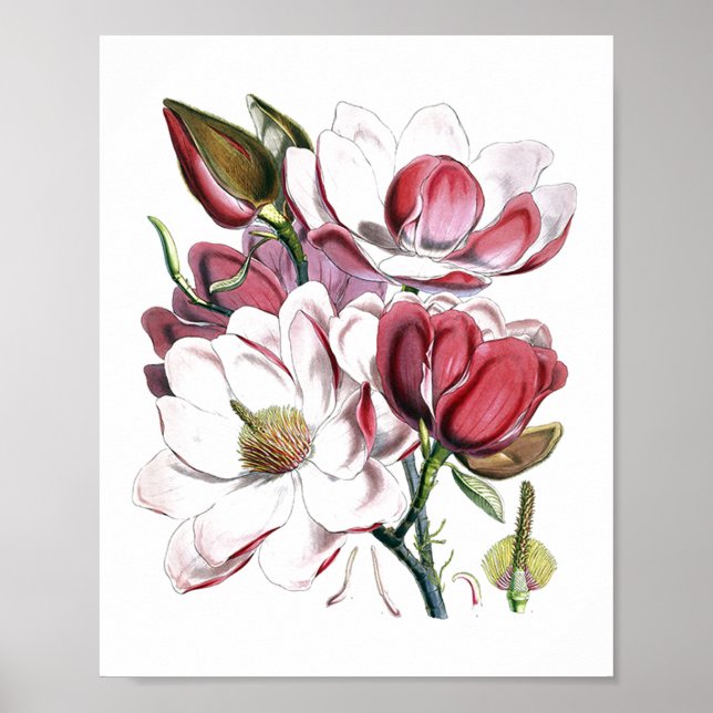 White Magnolias Flower Vintage Old Illustration Poster (Front)