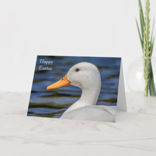 White Mallard Duck Holiday Card