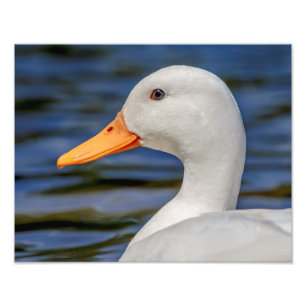 White Mallard Duck Photo Print