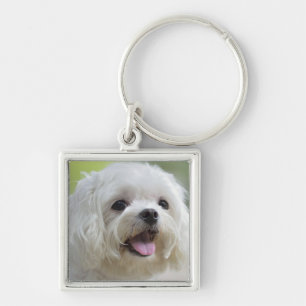 White Maltese Dog Keychain