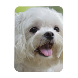 White Maltese Dog Magnet