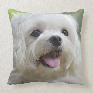 White Maltese Dog Throw Pillow