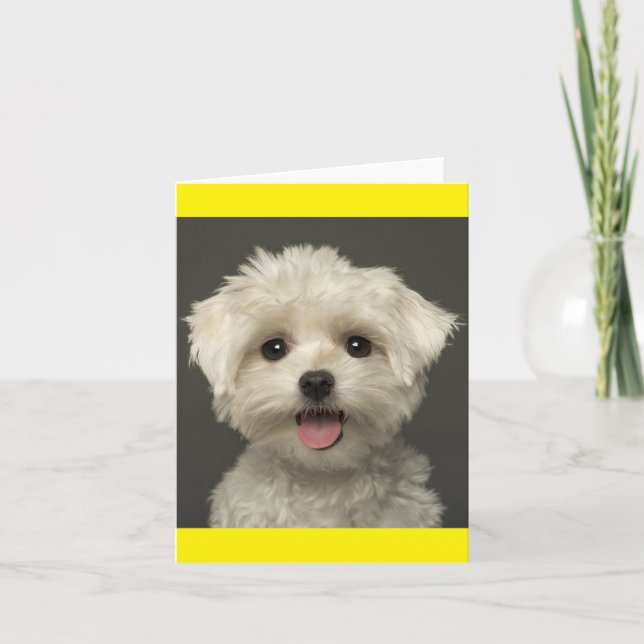 White Maltese Puppy Dog Blank Note Card (Front)