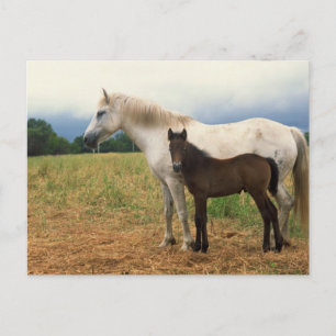 White Mare with Bay Foal Postcard