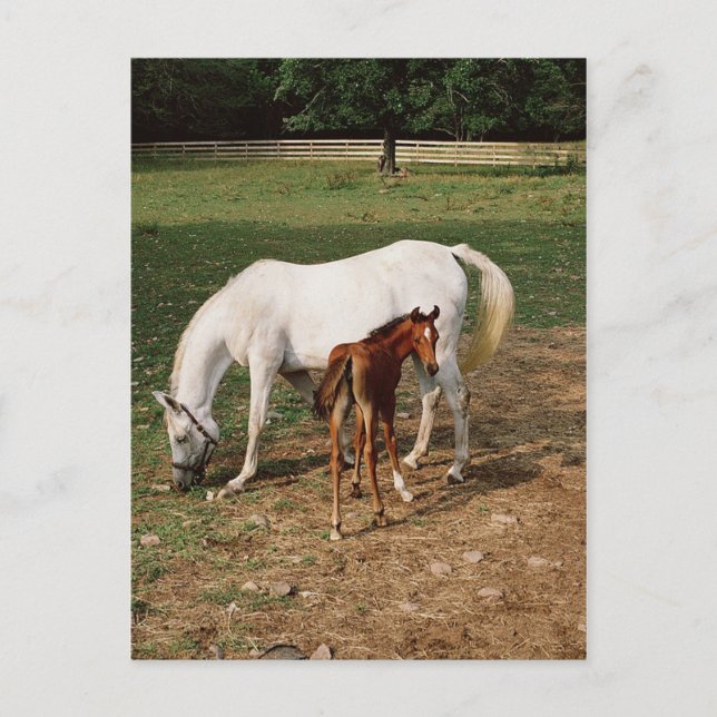 White Mare with Chestnut Foal Postcard (Front)