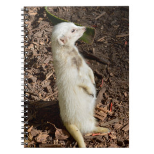 White Meerkat Standing, Carnet