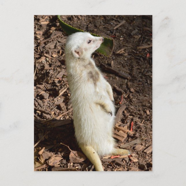 White Meerkat Standing , Postcard (Front)